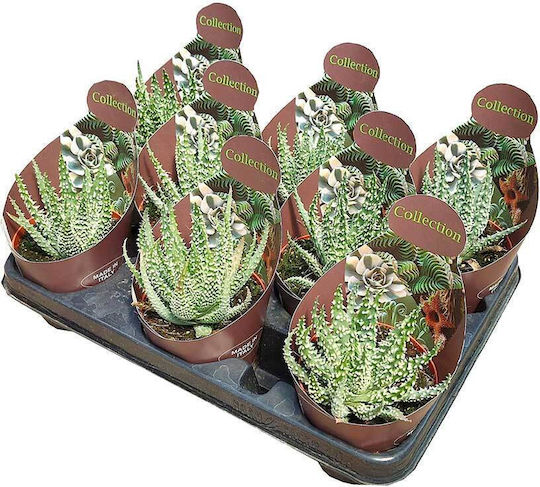 Aloe Erinacea 10.5cm