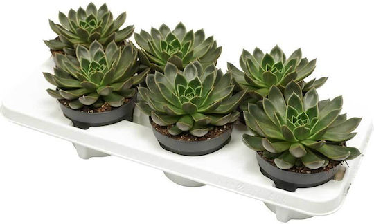 Echeveria 'mira' 13cm