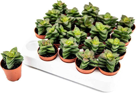 Crassula 'springtime' 5.5cm
