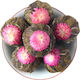 Dried Lotus Seeds 50gr