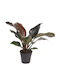 Philodendron Imperial Red