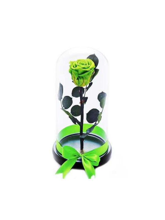Eingefrorene Rose In Glasglocke Mit Schwarzem S...