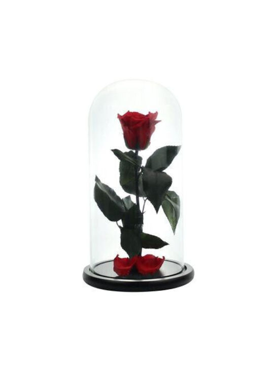 Kryokonservierte Rose In Glasglocke Mit Schwarz...