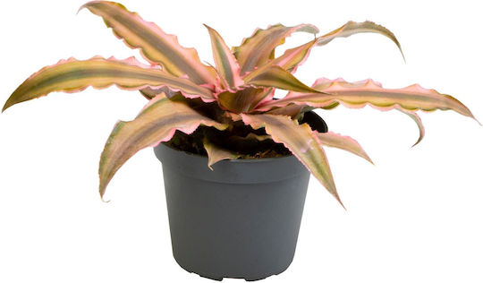 Κρύπτανθος Cryptanthus Pink Star