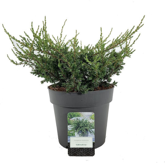 Juniperus Communis Repanda Juniper