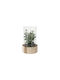 Decorative Artificial Flower Mint in Glass Vase and Wooden Base White 23cm with LED
