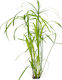 Stoffels Cyperus Alternifolius
