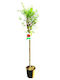Oem Rodii De Rodie Punica Granatum 65 Lt 10-12