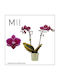 Phalaenopsis Multiflora Hornglin Vicky "Magic Leaf" 2 Tulpini Mimesis