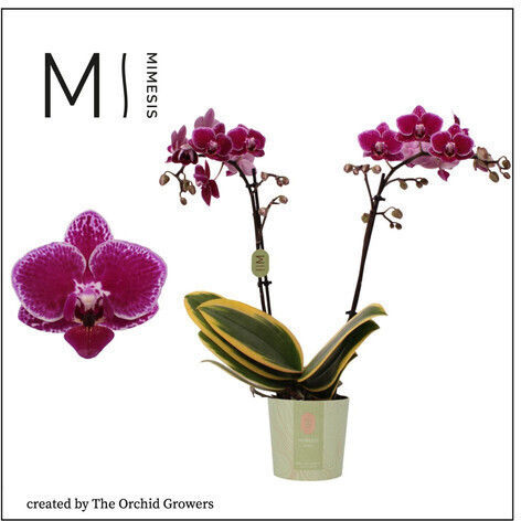 Phalaenopsis Multiflora Hornglin Vicky "Magic Leaf" 2 Tulpini Mimesis