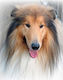 Mozaika Διαμαντένια 5d Lassie 40x30cm
