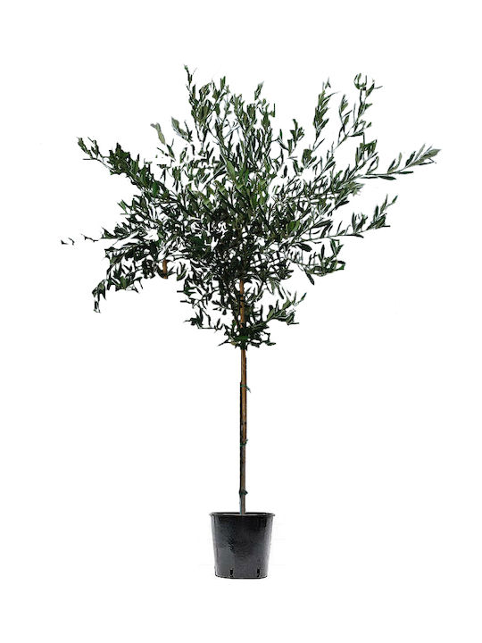 Oem Olive Olea Europaea 12-14 70 Liter