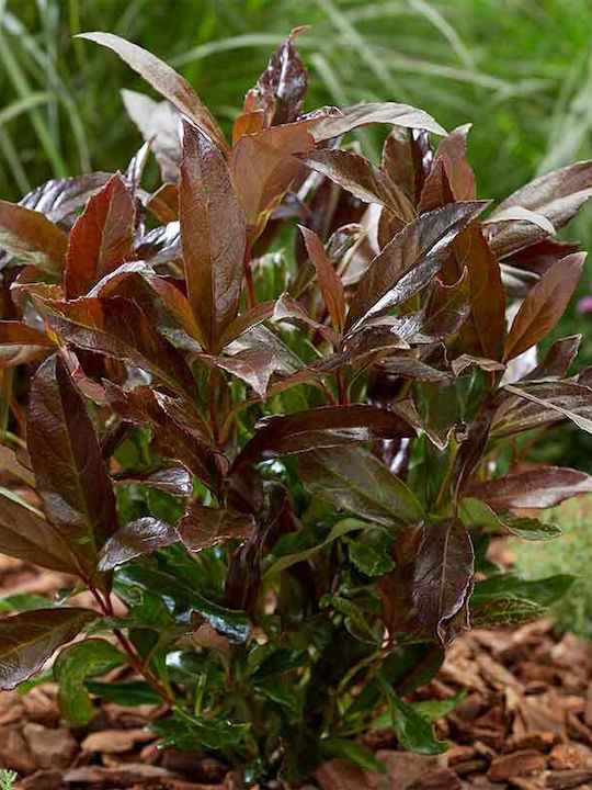 Viburnum 'coppertop' 15cm Viburnum 'coppertop' 15cm