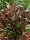 Viburnum 'coppertop' 15cm