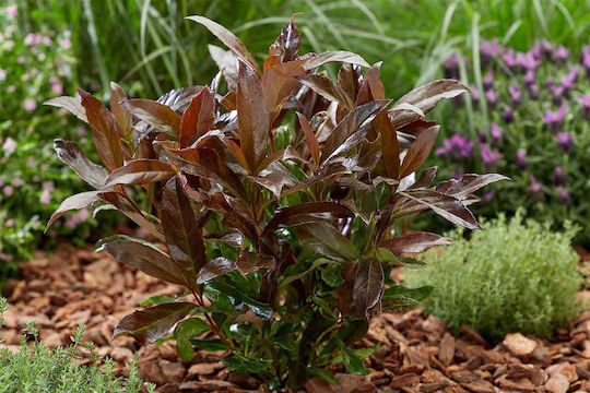 Viburnum 'coppertop' 15cm