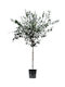 Oem Маслини Olea Europaea 10 Лт 4-6