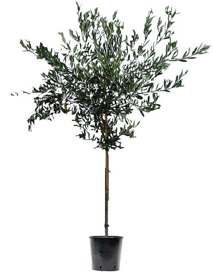 Oem Ελιά Olea Europaea 25 Lt 6-8