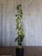 Ivy Hedera Helix Green Wonder