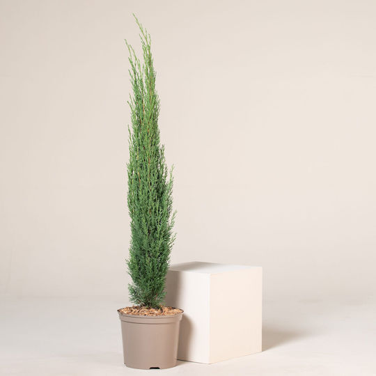 "κυπαρίσσι Μεσογειακό" Cupressus Sempervirens "κυπαρίσσι Μεσογειακό" Cupressus Sempervirens