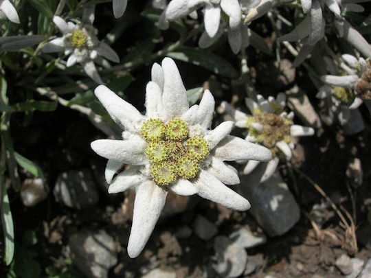 Gemma Seeds Edelweiss 0.2gr