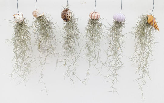 Tillandsia Usneoides В Черупка Премиум