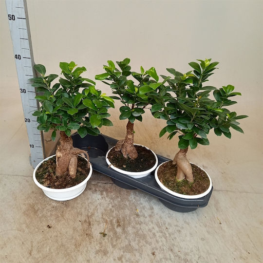 "μπονσάι Φίκος" Ficus Microcarpa Ginseng White Bowl