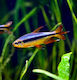 Cherry Red Congo Tetra