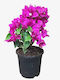 Bougainvillea Fuchsia Queen Nano