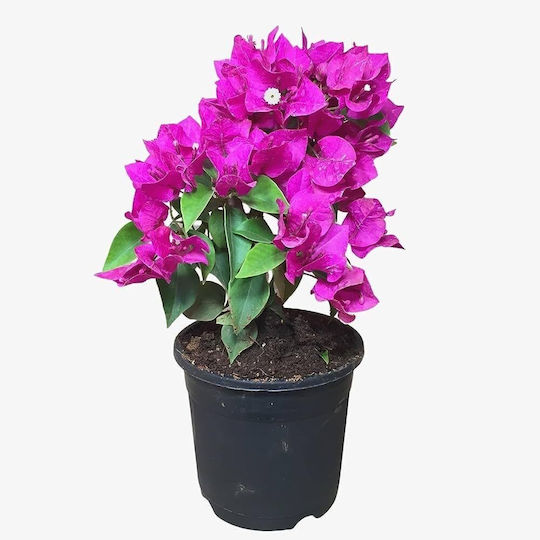 Bougainvillea Fuchsia Queen Nano
