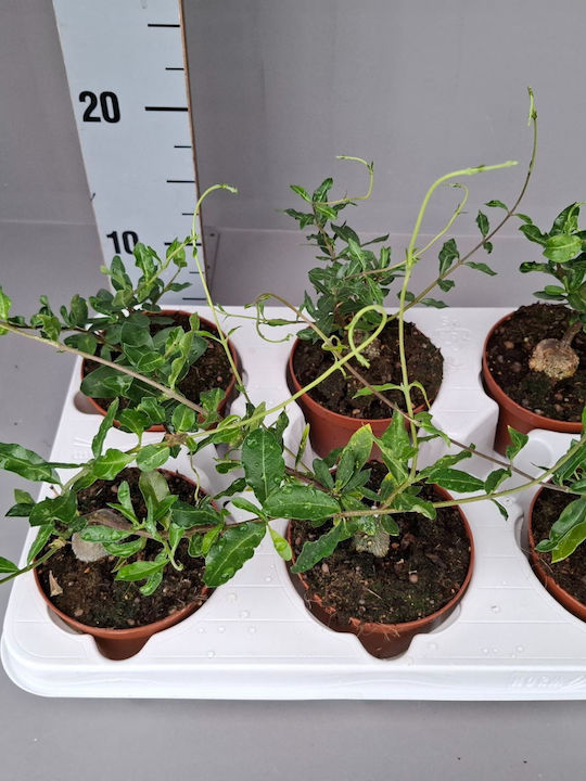 Fockea Edulis Fockea Edulis