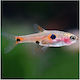Dwarf Rasbora Boraras Maculatus 1.5cm