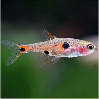 Dwarf Rasbora Boraras Maculatus 1.5cm