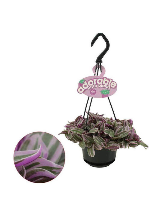 Tradescantia 'sweetness' 10.5cm Tradescantia 'sweetness' 10.5cm