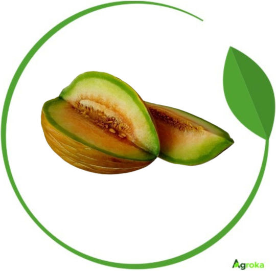 Agrogen Samen Melone St. Basilio 20gr