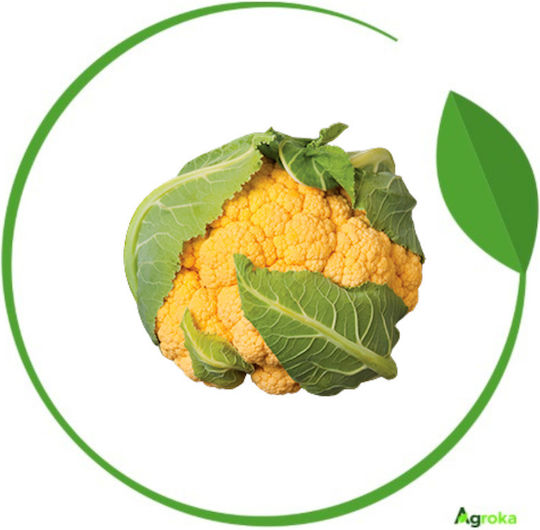 Syngenta Σπόροι Κουνουπιδιού Flame Star 2500τμχ