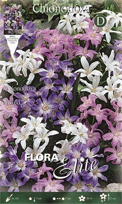 Flora Elite Βολβoί Χιονόδοξα