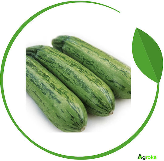 Syngenta Σπόροι Κολοκυθιού Rigas 1000τμχ