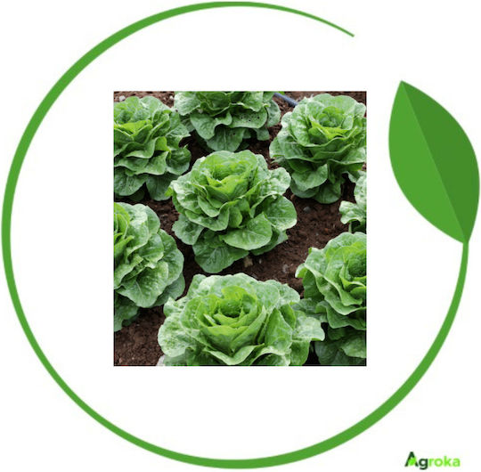 Syngenta Samen Salat Römersalat 5000Stück