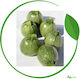 Syngenta Seeds Pumpkinς Zucchini Brice 1000pcs