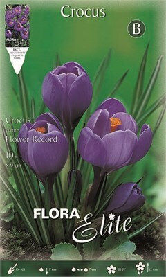 Flora Elite Zwiebeln Krokus Flora Elite Zwiebeln Krokus