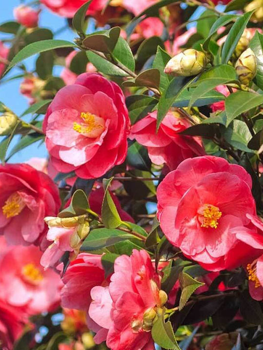 Camellia 'dr King' 15cm