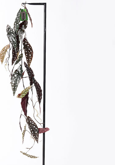 Supergreens Artificial Begonia Maculata Green Garland 120 Cm 7-1621