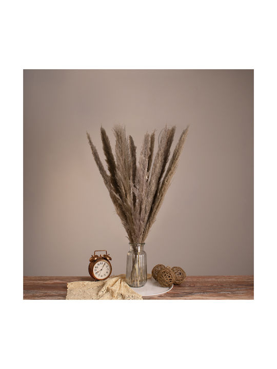 Αποξηραμένο Φυτό Pampas grass Καφέ/Γκρι 80cm 10τμχ GloboStar