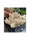 Bunny Tails Beiges 33cm 12 Stück InTheBox