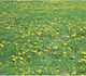 Ursus Canson Cardboard Floral Green 50x68cm