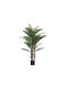 Dream House Jamaica Plant