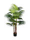 Pflanze Tropicana