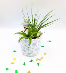 Airplants Snowflakes Χριστουγεννιάτικη Σύνθεση 2 Αερόφυτων
