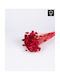 Phalaris Red Dried Bouquet 50cm