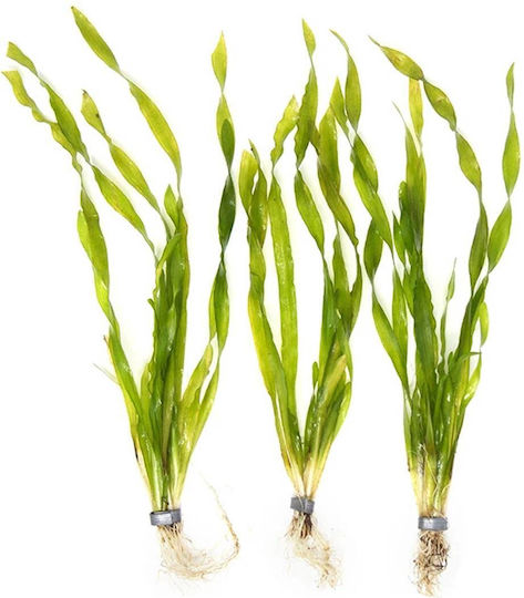 Live Aquarium Plants Vallisneria Americana Vallisneria Americana Var Asiatica Twisted Leaf Quality Holland Plant In Bunch